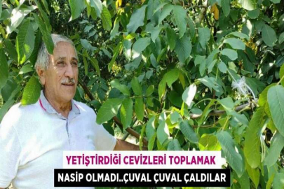 YETİŞTİRDİĞİ CEVİZLERİ TOPLAMAK NASİP OLMADI..ÇUVAL ÇUVAL ÇALDILAR