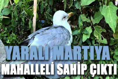 Yaralı martıya mahalleli sahip çıktı