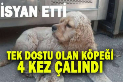 Tek dostu olan köpeği 4 kez çalındı, isyan etti