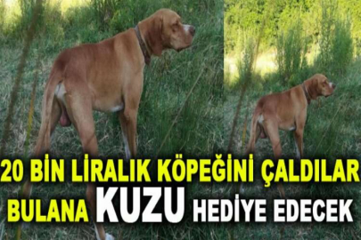 20 bin liralık köpeğini çaldılar bulana kuzu hediye edecek