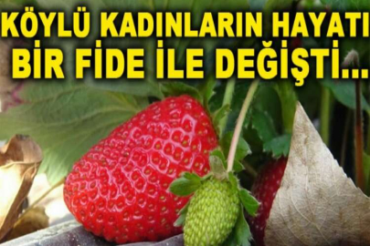 4 yıl önce 2 kadına çilek fidesi verdiler, şimdi herkes üretiyor