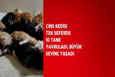 CİNS KEDİSİ TEK SEFERDE 10 TANE YAVRULADI, BÜYÜK SEVİNÇ YAŞADI