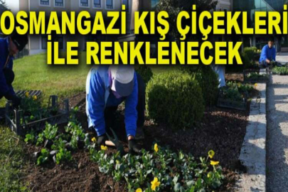 Osmangazi kış çiçekleri ile renklenecek