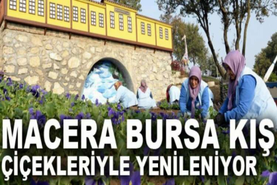 Macera Bursa kış çiçekleriyle yenileniyor