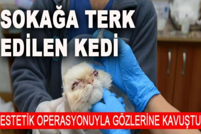 Sokağa terk edilen kedi, estetik operasyonuyla gözlerine kavuştu