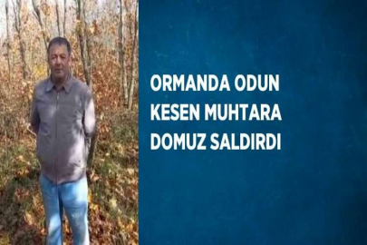 ORMANDA ODUN KESEN MUHTARA DOMUZ SALDIRDI