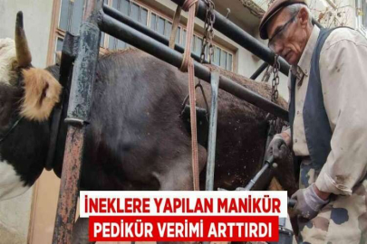 İNEKLERE YAPILAN MANİKÜR PEDİKÜR VERİMİ ARTTIRDI