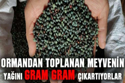 Ormandan toplanan meyvenin yağını gram gram çıkartıyorlar