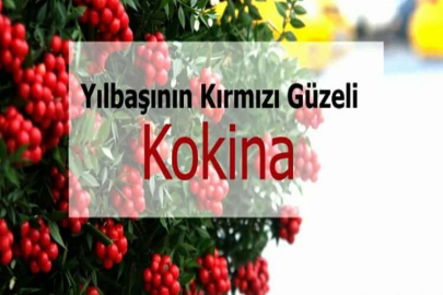 Kokina çiçekleri yılbaşına hazır