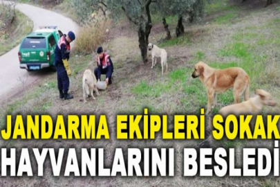 Jandarma ekipleri sokak hayvanlarını besledi