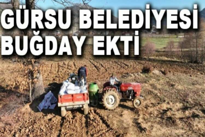 Gürsu Belediyesi buğday ekti