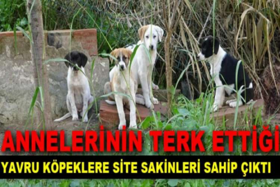 Annelerinin terk ettiği yavru köpeklere site sakinleri sahip çıktı