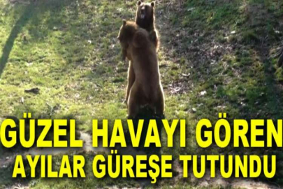 Güzel havayı gören ayılar güreşe tutundu