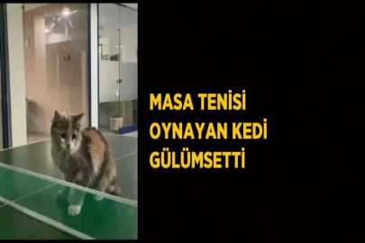 MASA TENİSİ OYNAYAN KEDİ GÜLÜMSETTİ