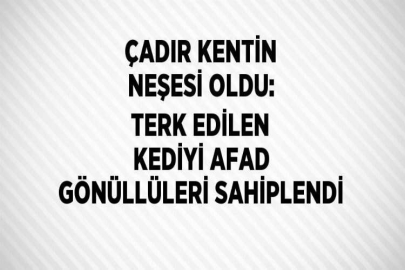 ÇADIR KENTİN NEŞESİ OLDU: TERK EDİLEN KEDİYİ AFAD GÖNÜLLÜLERİ SAHİPLENDİ