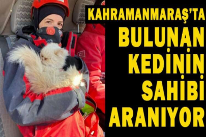 Kahramanmaraş’ta bulunan kedinin sahibi aranıyor