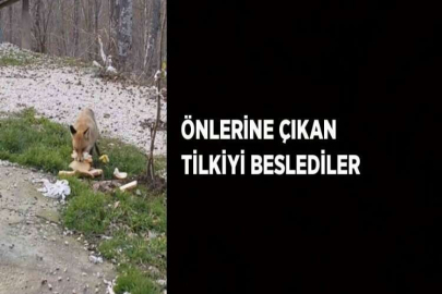 ÖNLERİNE ÇIKAN TİLKİYİ BESLEDİLER