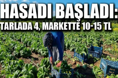 Kozan'da marul hasadı başladı: Tarlada 4, markette 10-15 TL