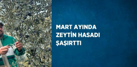 MART AYINDA ZEYTİN HASADI ŞAŞIRTTI