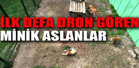 İlk defa dron gören minik aslanlar