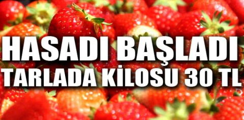 Çilek hasadı başladı: Tarlada kilosu 30 TL