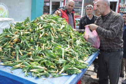 Çiriş otu tezgahlarda 17 liradan alıcı buluyor