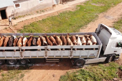 Batı illerine kurbanlık sevkiyatı sürüyor