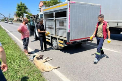 Vatandaş yaralı köpek için seferber oldu