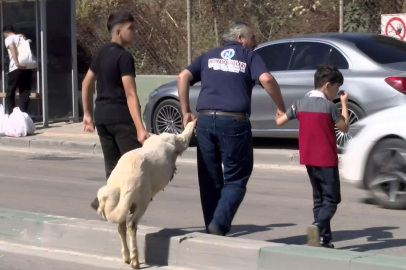 Kurbanlığı ayaklarından tutup çocuk gibi yürüttüler