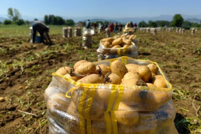 Sivas'ta patates hasadı başladı