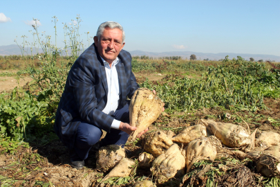 Pancar şekerinin fiyatı açıklandı!  Çiftçiyi...