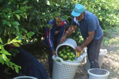 Adana'da Mayer limon dalında kaldı