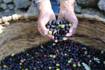 Artvin’in Yusufeli ilçesinin ödüllü Butko zeytininin hasadına başlandı