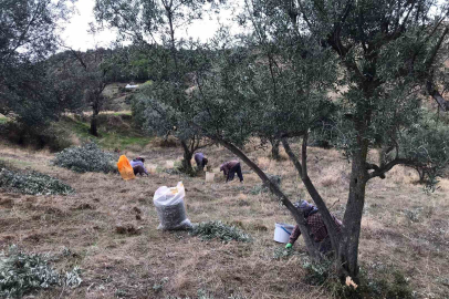 Üzüm hasadını bitiren üreticiler zeytin hasadına başladı