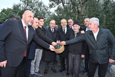 45. zeytin hasat şenliği o ilçede başladı