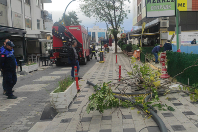 Devrilen ağacın altında kalmaktan son anda kurtuldu