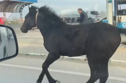 Bursa trafiğinde başıboş tay kamerada! Araçlarla yarıştı