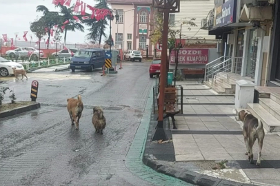 Depremden hemen sonra sokakta çok sayıda köpek gözlendi