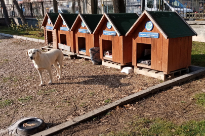 Vatandaşlar başıboş sokak köpekleri yüzünden parka girmeye korkuyor