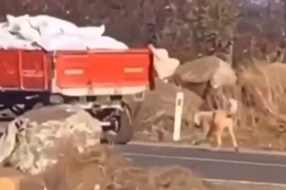 Römorka köpeği bağlayıp sürüklemenin cezası