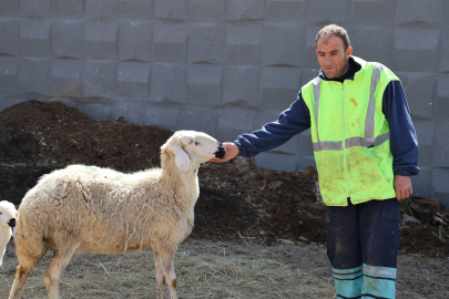 Bütün İyileştirilmiş Koşullara Rağmen Çoban Bulunamıyor