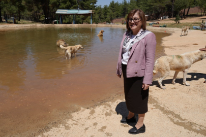 Türkiye'de Gündem Olan Köpek Sorununa Gaziantep'te Örnek Çözüm