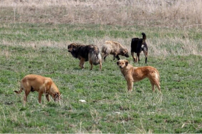 60 yaşındaki kadın başıboş köpek tarafından ısırıldı!