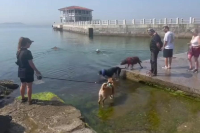  Sıcaktan Bunalan Köpekler Denize Girerek Serinledi