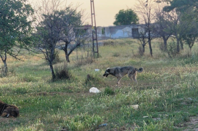 Başıboş Köpekler 4 Koyunu Telef Etti