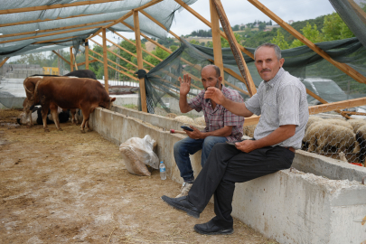 Besiciler bayramda da kurbanlık mesaisinde