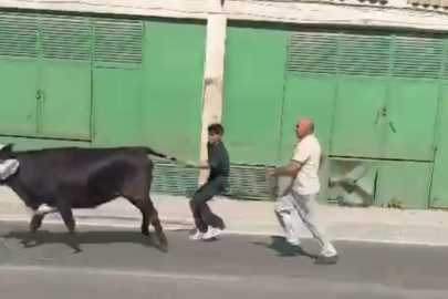 Kesim Sırasında Kaçan Kurban Anayolu Birbirine Kattı