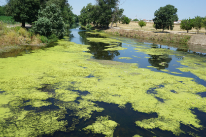 Edirne'nin Gözdesi Tunca Nehri Yeşile Büründü