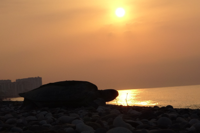 Deniz Kaplumbağaları Mersin Sahillerde: Binlerce Yavru Yolda!