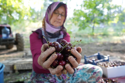 Keles kirazının özellikleri pazar payını arttırıyor 